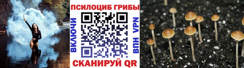 Галлюциногенные грибы Psilocybe  продажа наркотиков  Мглин 